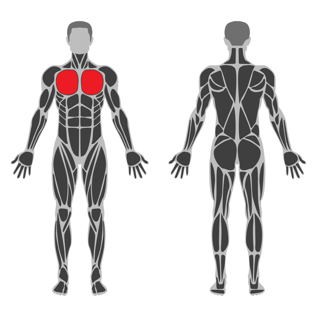 anatomie_muscles_pectoraux