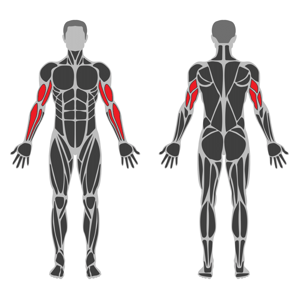 anatomie_muscles_bras